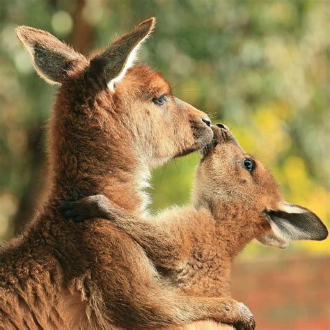 Картинки кенгуру и детеныш кенгуренок | Animals, Animals beautiful ...