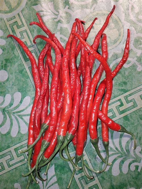 cara mengatasi antraknosa pada cabai 1