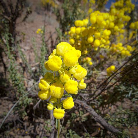 Hierba Dulce Vivero Del Maipo