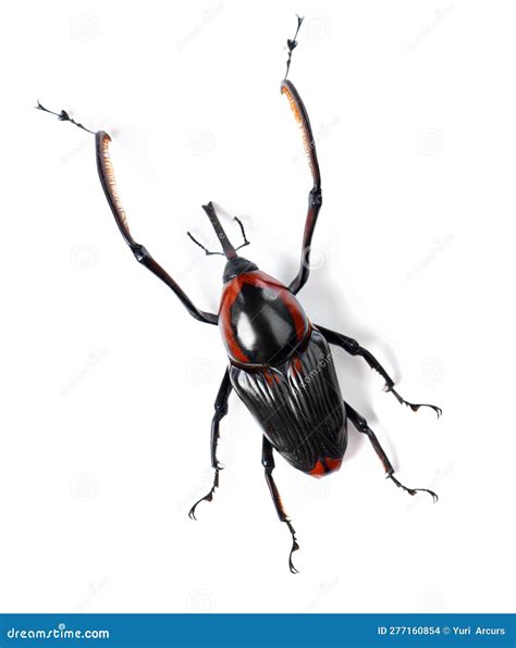 Nature, Insect and Weevil on a White Background in Studio for Wildlife