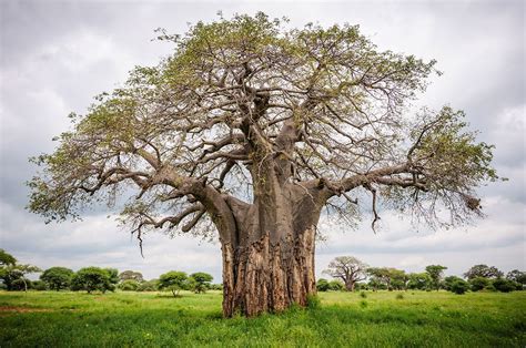 Tarangire Safari Best Tanzania Safari Experiences Art Of Safari