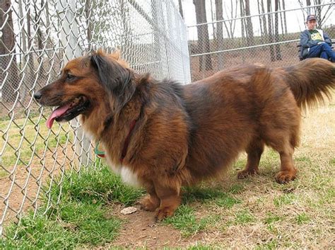 dorgi a long haired dachshund corgi mix : r/Incorgnito