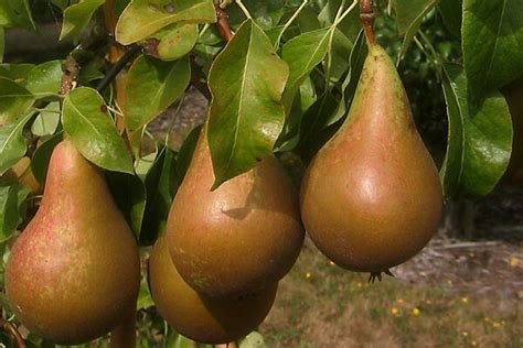 Kosui Asian Pear Cloud Mountain Farm Center Nursery