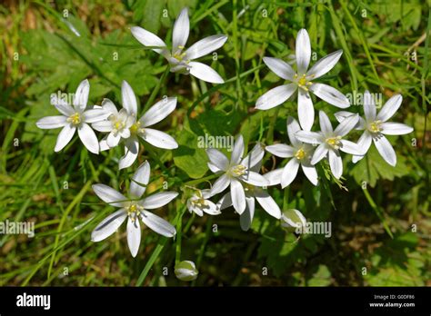 Star of Bethlehem Stock Photo - Alamy