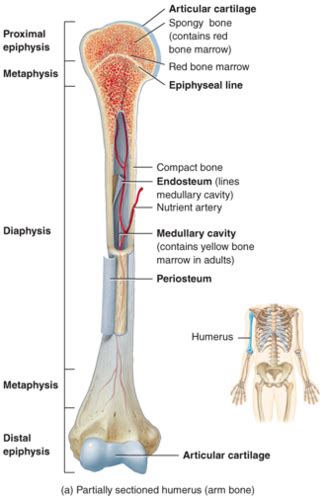 Bones And Cartilage Histology Flashcards Quizlet