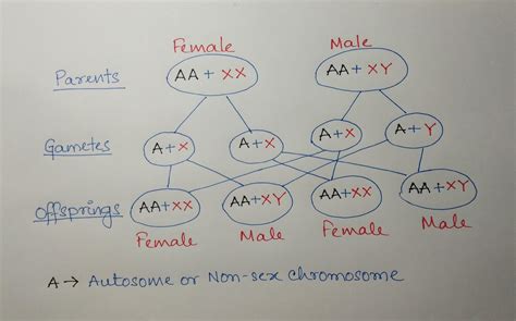 Explain Sex Determination In Drosophila Brainly In