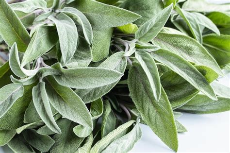 Premium Photo Closeup Of Sage Leaves Fresh Salvia Officinalis On