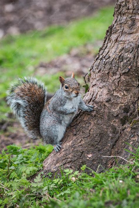 Premium Photo | Epic squirrel battle clash of the bushytailed titans in