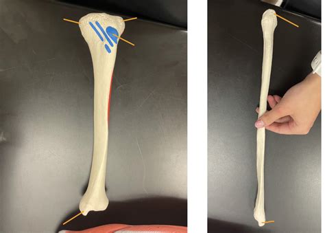 Bio L Lab Exam Tibia Fibula Anterior L Diagram Quizlet