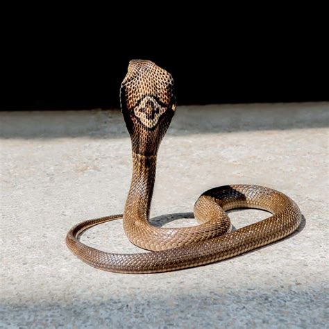 monocled cobra khao sok national park thailand