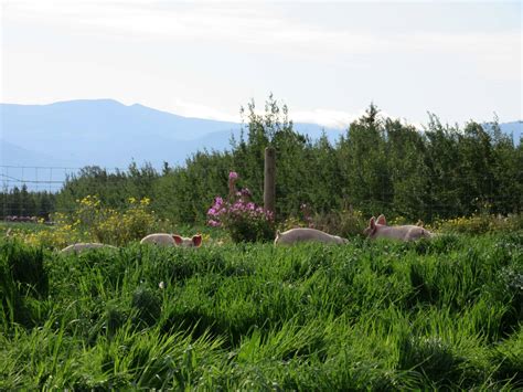 yukon valley animal list