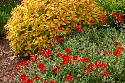 Spiraea japonica Golden Princess = 'Lisp' – Ballyrobert Gardens