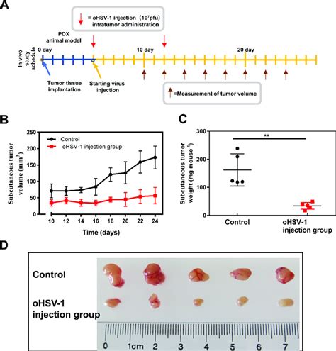 Ohsv 1 Inhibits Tumor Growth In Glioblastoma Pdxs A Schematic