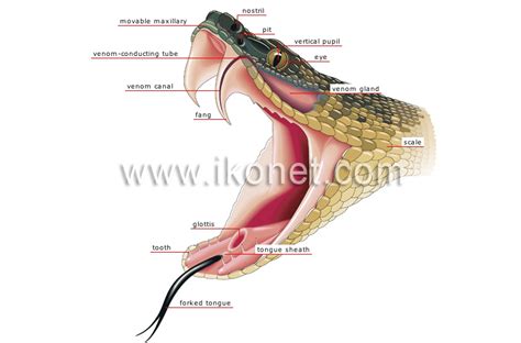 Animal Kingdom Reptiles Snake Morphology Of A Venomous Snake