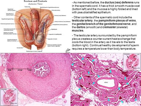 Pampiniform Plexus Histology