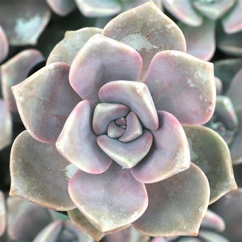 Graptopetalum 'Purple Delight' - Mountain Crest Gardens