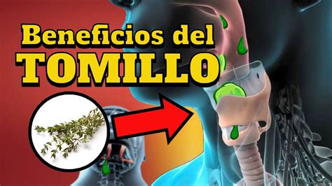 Importante Beneficios Del Tomillo YouTube