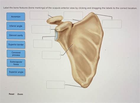 (Solved) - Label The Bone Features (Bone Markings) Of The Scapula