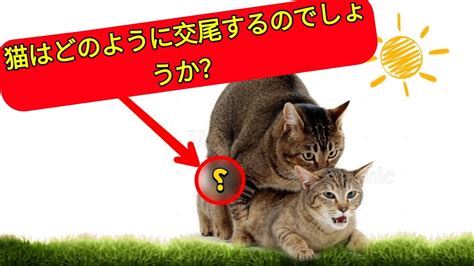 猫はどのように交尾するのでしょうか YouTube