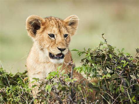 Top Imagen Leones Cazando Humanos Abzlocal Mx