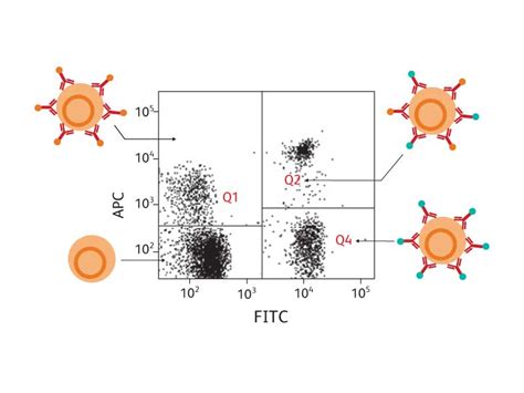 What Is Multicolor Flow Cytometry Cell Sorting Techniques