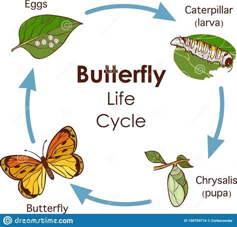 Chart - The Butterfly Life Cycle - Nuria Store