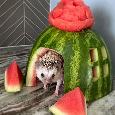 a hedgehog peeks out from inside a watermelon house