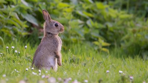 Comprehensive Rabbit Habitat Guide Essential Insights And Tips Everbreed