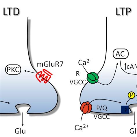 Expression mechanism of presynaptic LTP and LTD: prototypical ... 