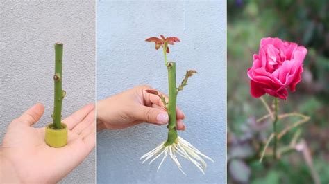 How To Grow Roses From Cuttings In Banana Peel With Building Sand For