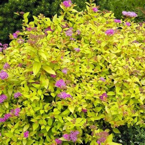 Спирея японская Голден Карпет ~ Spiraea japonica Golden Carpet ...