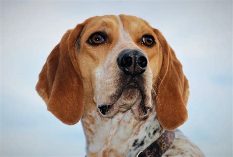 american english coonhound dog breed information pictures