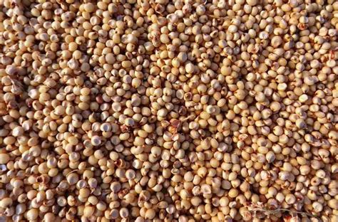 Sorghum Grain Cattle Feed At Rs 24000 Ton Sorghum Meal ID 23377345412