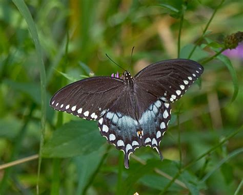 Spicebush Swallowtail