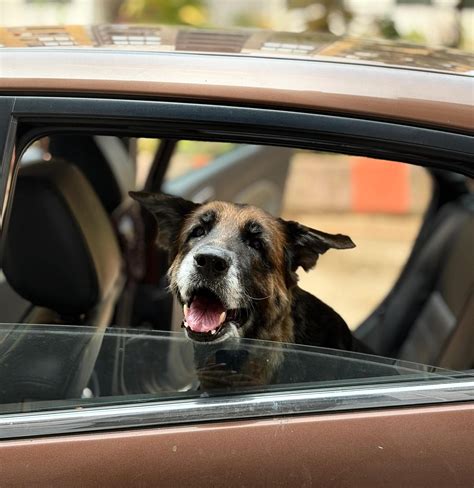 Top 2 Dog Foods for Senior Dogs with Sensitive Stomachs [Vet