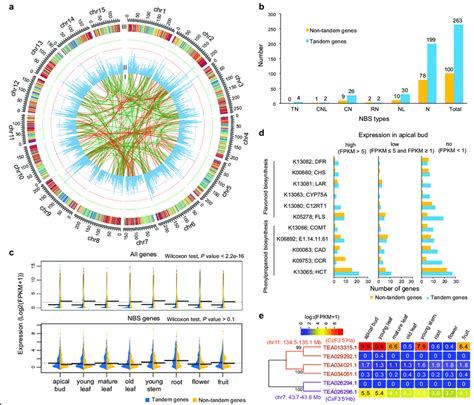 Genome Wide Analysis Of Tandem Gene Duplication In The C Sinensis