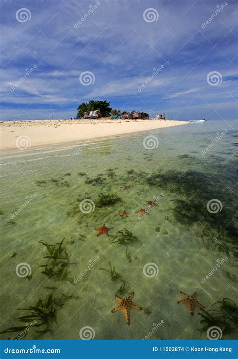 Starfish Island stock photo. Image of seashore, star - 11503874