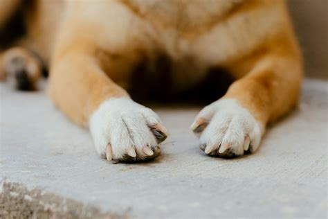 how to keep dog nails short without clipping home remedies