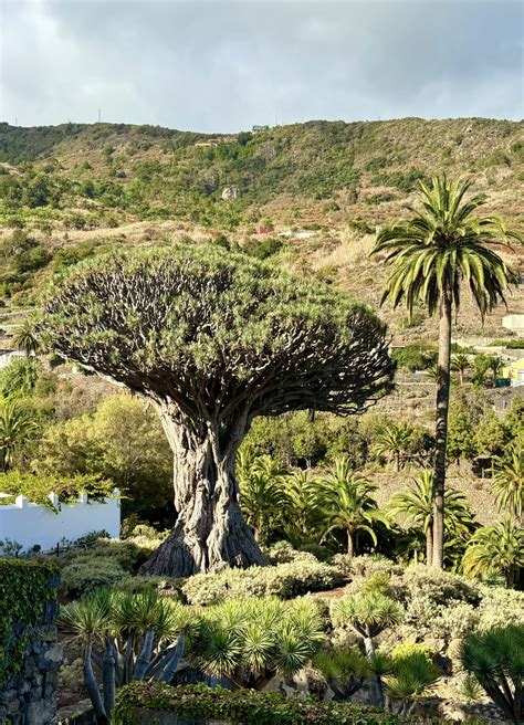 Sailawaze UK | 10 surprising fun facts about the Canary Islands