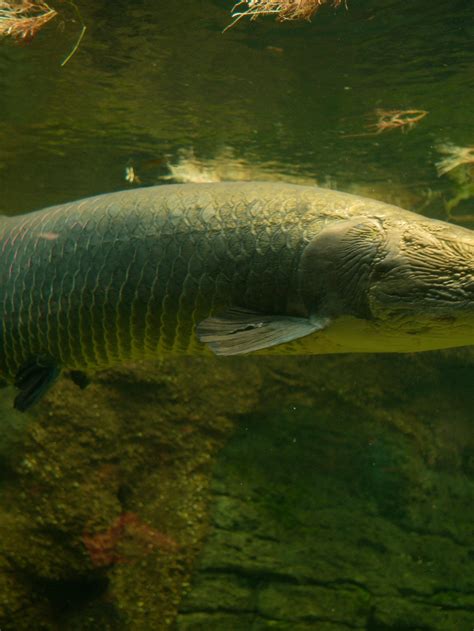 Giant Arapaima