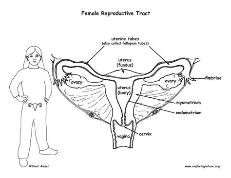 Diagram Of Female Reproductive System With Mons Pubis The Hi