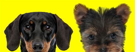 Dachshund Yorkie Mix The Comprehensive Guide To Dorkie 101