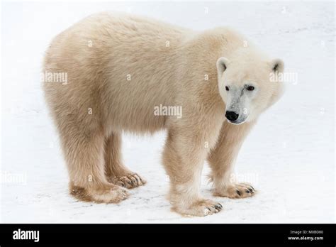 Horizontal Portrait Of A Polar Bear Close Up A Portrait Of A Polar