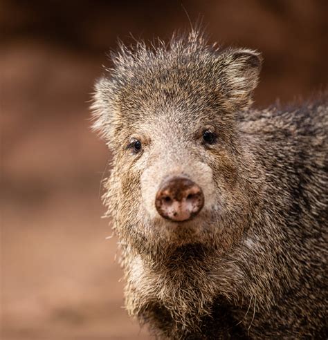 Javelina Bearizona