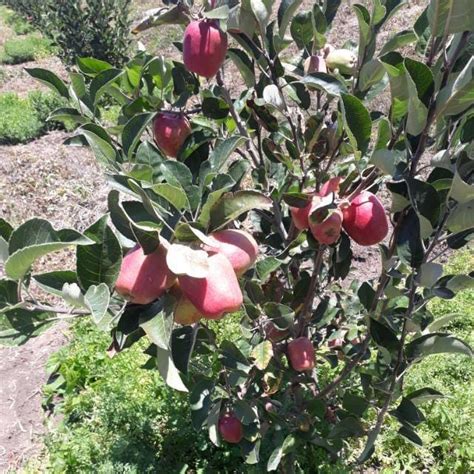 Wambugu Apple Farming For Small Scale Farmers Wambugu Apples