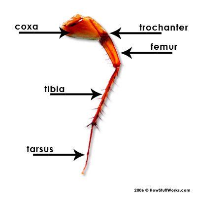 How Cockroaches Work Insect Legs Drawing Lessons Anatomy