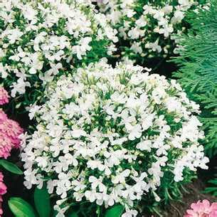 Белая лобелия – фото сорта, выращивание цветка из семян и черенкованием ...