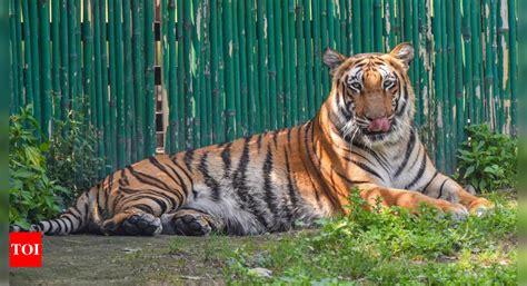 108 people died due to tiger attacks in India between 2019 and 2021 ...