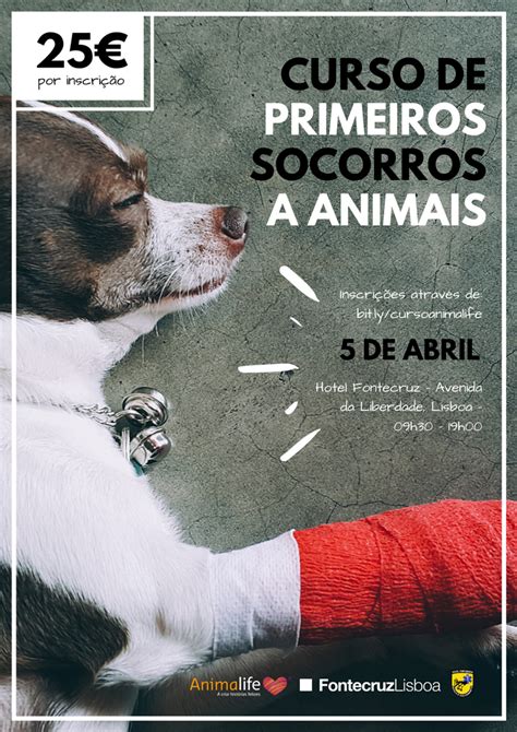 Curso De Primeiros Socorros A Animais Em Lisboa Cats Ptmagazine