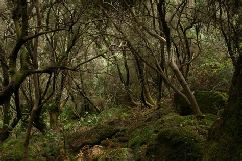 Banco De Imagens árvore Natureza Pântano Região Selvagem Ramo